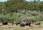 En flok gr�ssende vildkv�g