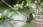 Rufous-tailed Hummingbird
