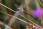 Guldsmed