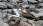 Blue-footed Booby