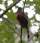 Masked Trogon