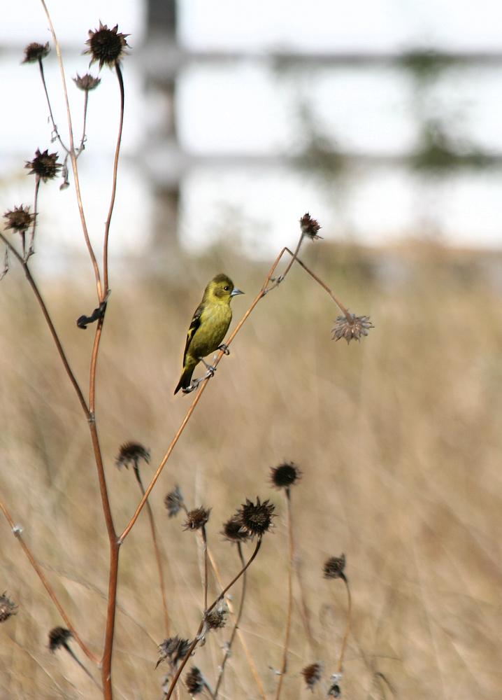 Click to view the next photo
fotograf J�rgen Peter Kjeldsen. 