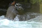 Torrent Duck