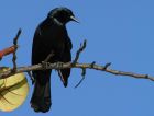 Cuban Blackbird