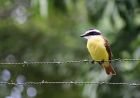 Great Kiskadee