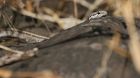 Gal�pagos snake sp.