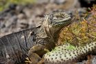 Land Iguana