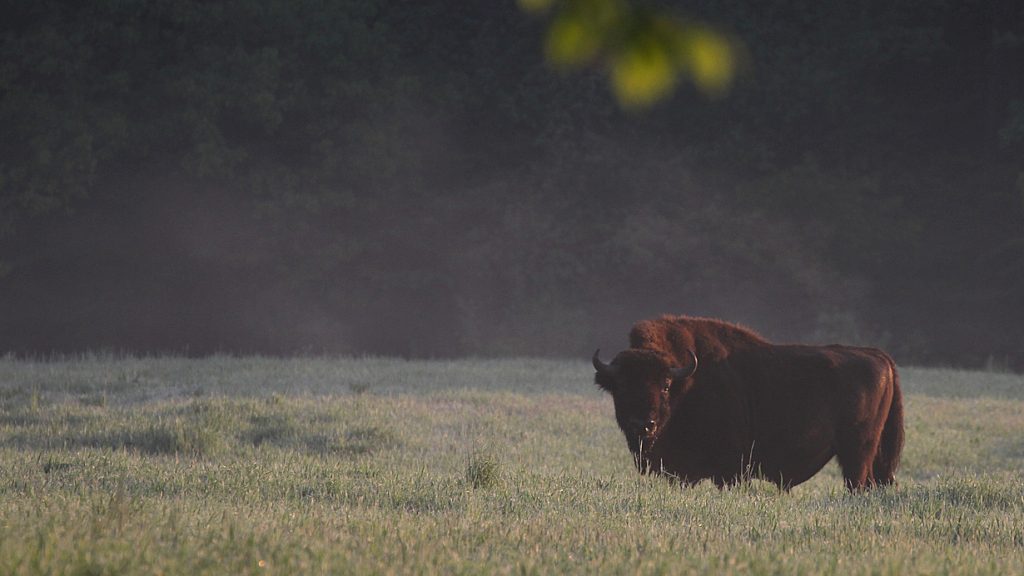 Europæisk bison, Bialowieza, Polen, maj 2011. Foto: Jørgen Peter Kjeldsen/ornit.dk.
