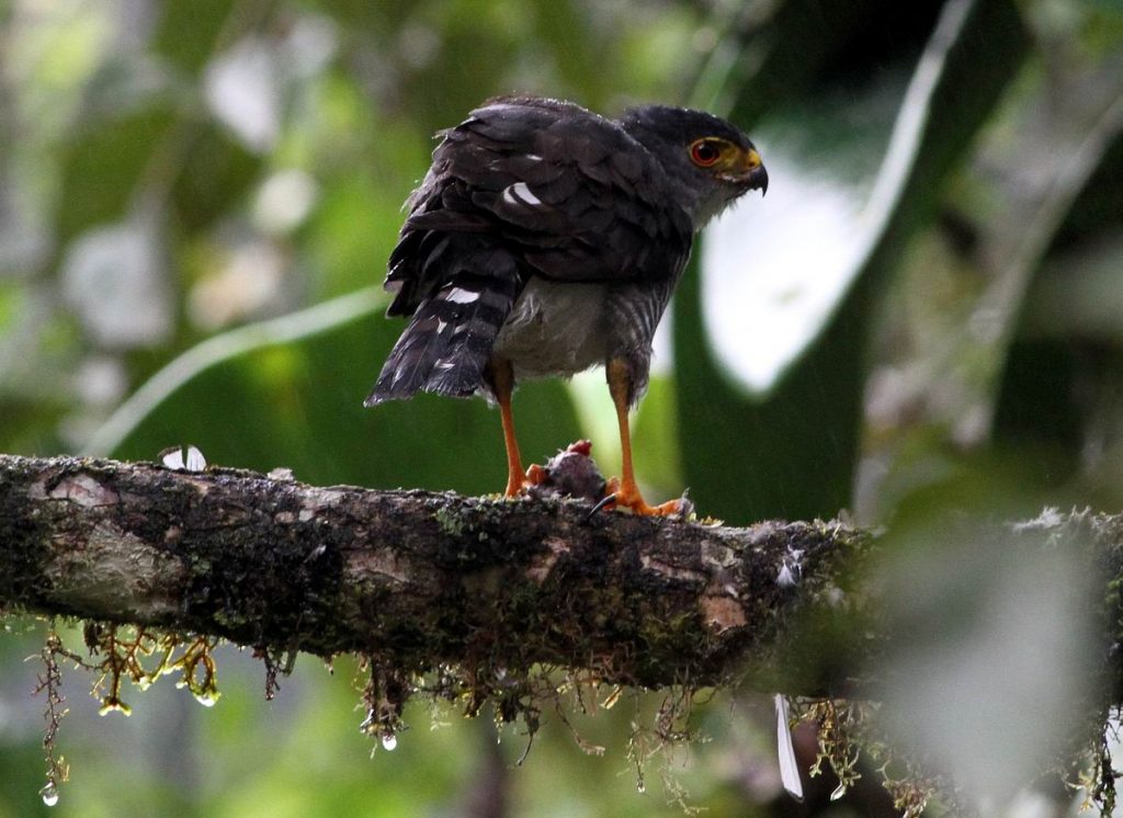 Tiny Hawk, Maquipucuna, Ecuador, november 2010. Foto: Jørgen Peter Kjeldsen/ornit.dk.