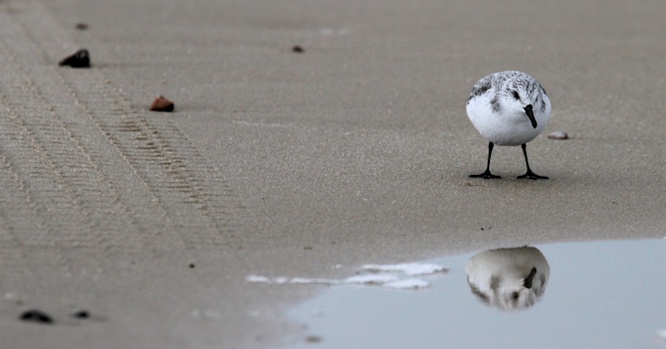 Fra ornit.dk's arbejdsmark: Sandløber, Vendsyssel