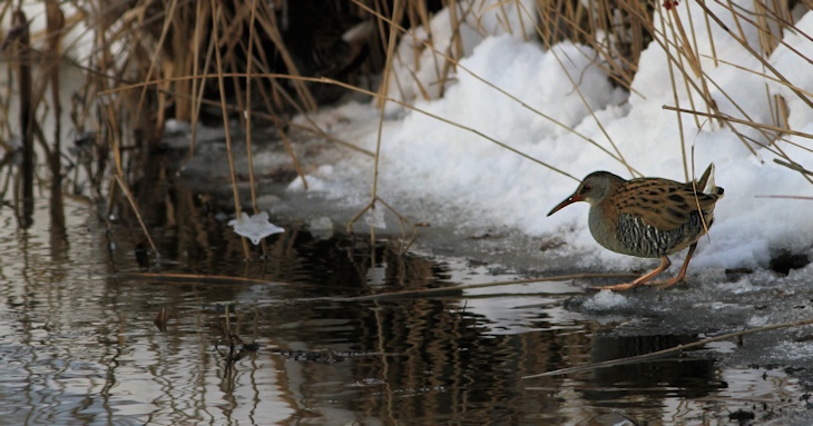 Fra ornit.dk's arbejdsmark: Vandrikse, Vejlerne