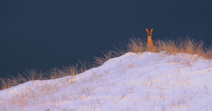 Fra ornit.dk's arbejdsmark: Rådyr, Vendsyssel