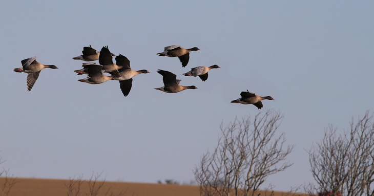 Fra ornit.dk's arbejdsmark: Kortnæbbede Gæs, Hannæs