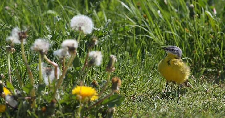 Fra ornit.dk's arbejdsmark: Gul Vipstjert, Vestjylland