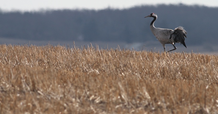 Fra ornit.dk's arbejdsmark: Trane, Thy