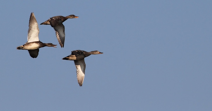 Fra ornit.dk's arbejdsmark: Knarænder, Vejlerne