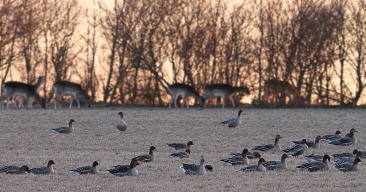 Fra ornit.dk's arbejdsmark: Gæs og dådyr, Hannæs