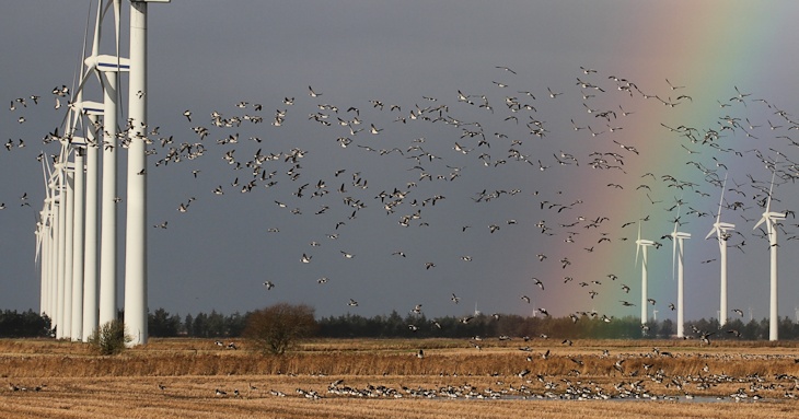 Fra ornit.dk's arbejdsmark: Bramgæs og Kortnæbbede Gæs, Thorup Fjordholme