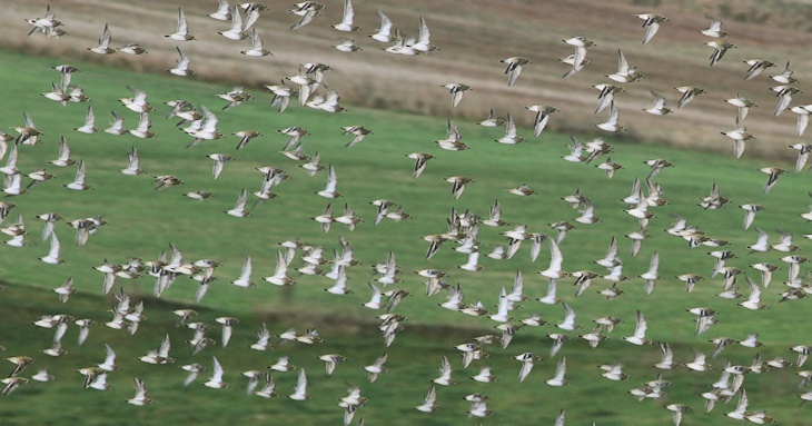 Fra ornit.dk's arbejdsmark: Hjejler, Hannæs
