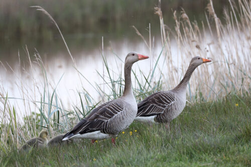 Gåseforældre er konstant på vagt. Grågås, Bygholmdæmningen ved Vestsøen, maj 2019. Foto: Jørgen Peter Kjeldsen/ornit.dk.