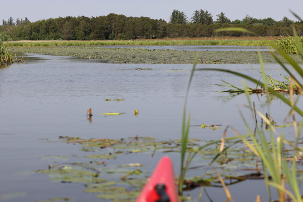 Tømmerby Ringkanal fra kajak, juni 2021. Foto: Jørgen Peter Kjeldsen/<a href="http://ornit.dk/">ornit.dk</a>.