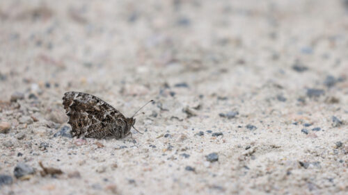 Sandrandøje i sand, Ravlunda Skjulfält, Skåne, juli 2021. Foto: Jørgen Peter Kjeldsen/<a href="http://ornit.dk/">ornit.dk</a>.