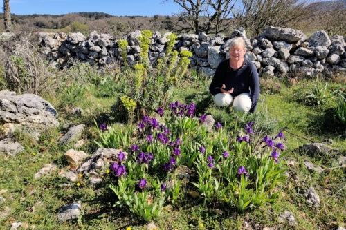 Mie med Blå Iris og anden botanik, Monte Gargano, april 2022. Foto: Jørgen Peter Kjeldsen/ornit.dk.