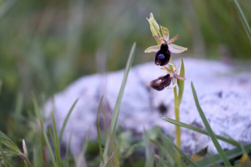 Edderkop-Flueblomst, Monte Gargano, april 2022. Foto: Jørgen Peter Kjeldsen/ornit.dk.