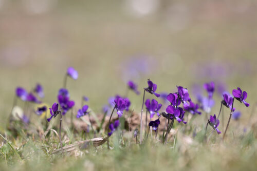 Viol sp., Monte Gargano, april 2022. Foto: Jørgen Peter Kjeldsen/ornit.dk.