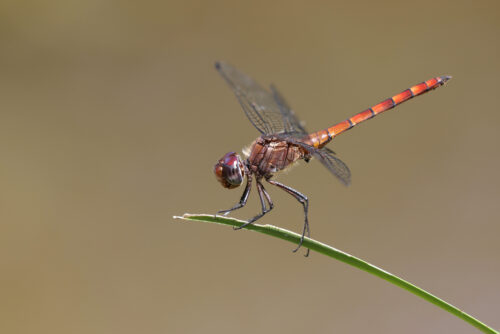 Elasmothemis cannacrioides, mindre flod gennem åbent landskab nær REGUA, Rio de Janeiro, januar 2024. Foto: Jørgen Peter Kjeldsen/<a href="http://ornit.dk/">ornit.dk</a>.