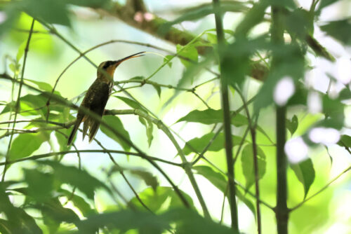 Saw-billed Hermit, REGUA, Rio de Janeiro, januar 2024. Foto: Jørgen Peter Kjeldsen/<a href="http://ornit.dk/">ornit.dk</a>.