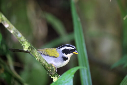 Half-collared Sparrow, Janela dos Andorinhas, Rio de Janeiro, januar 2024. Foto: Jørgen Peter Kjeldsen/<a href="http://ornit.dk/">ornit.dk</a>.