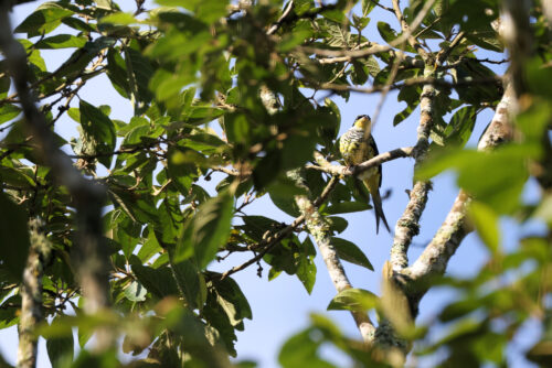 Swallow-tailed Cotinga, Ecolodge Itororó, Rio de Janeiro, januar 2024. Foto: Jørgen Peter Kjeldsen/<a href="http://ornit.dk/">ornit.dk</a>.