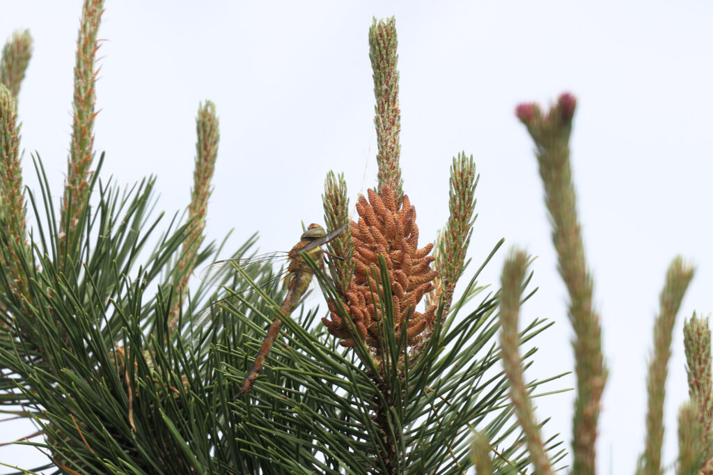 Kileplet-Mosaikguldsmed, Per Madsens Kær, Hvidbjerg Klitplantage, maj 2024. Foto: Jørgen Peter Kjeldsen/<a href="http://ornit.dk/">ornit.dk</a>.