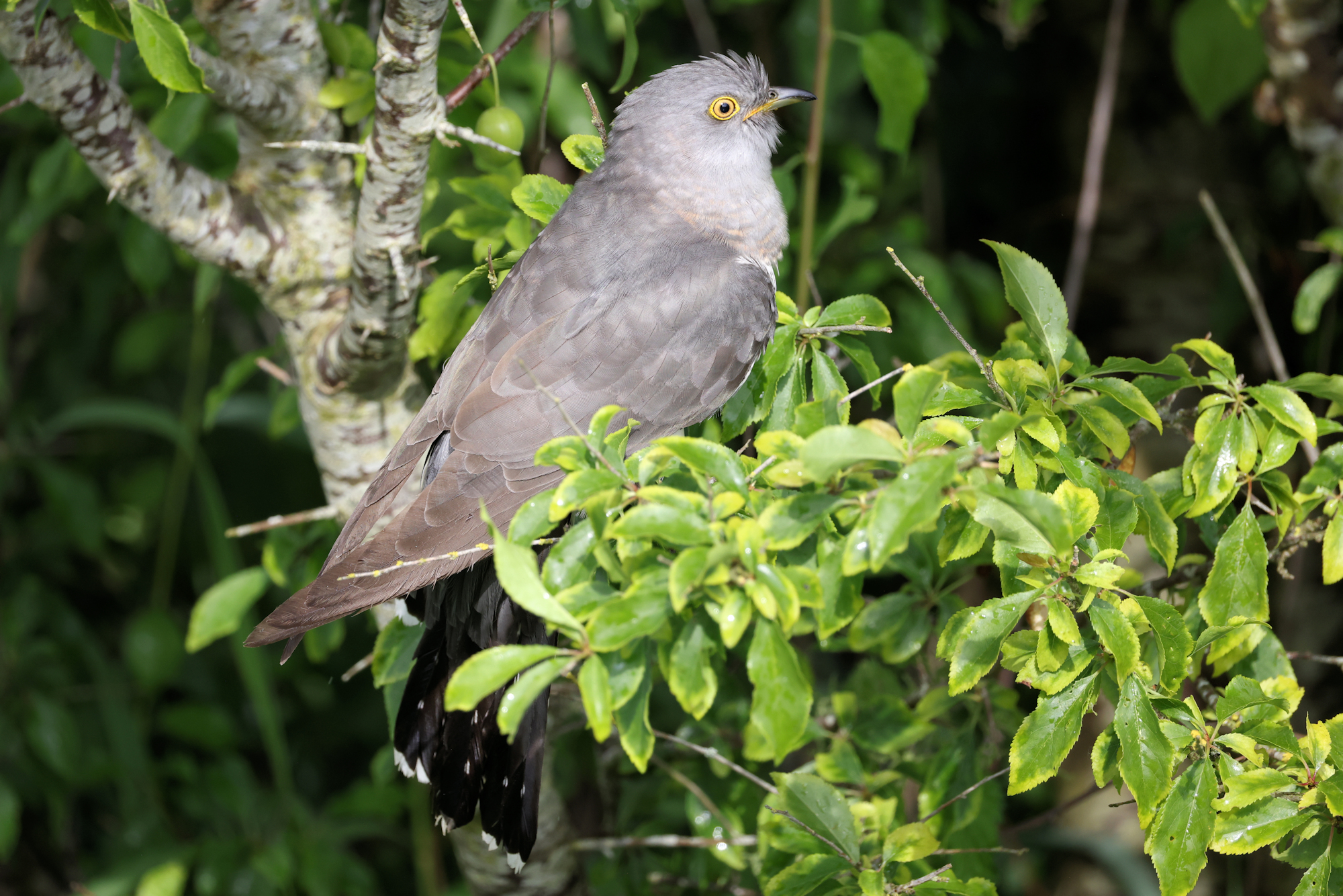 En sjælden oplevelse – æglæggende Gøg foran Kogleaksskjulet ...