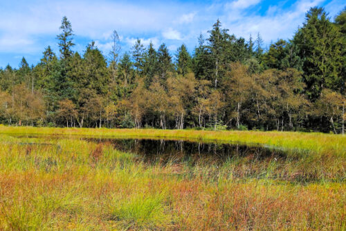 Gårdsø Mose, Rold Skov, august 2024. Foto: Jørgen Peter Kjeldsen/<a href="http://ornit.dk/">ornit.dk</a>.