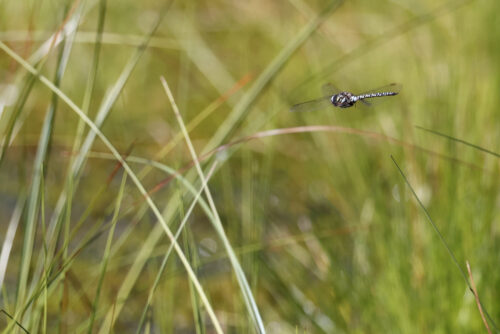 Højmose-Mosaikguldsmed, Gårdsø Mose, august 2024. Foto: Jørgen Peter Kjeldsen/<a href="http://ornit.dk/">ornit.dk</a>.