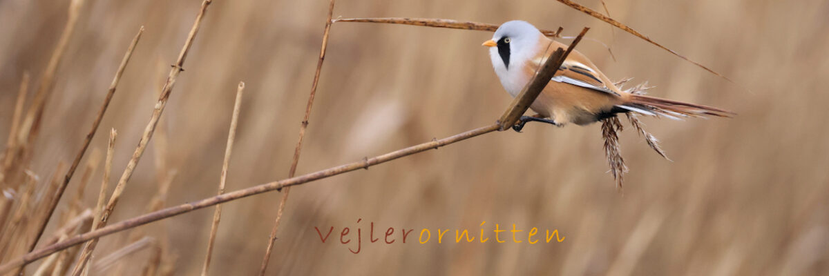 Vejlerornitten