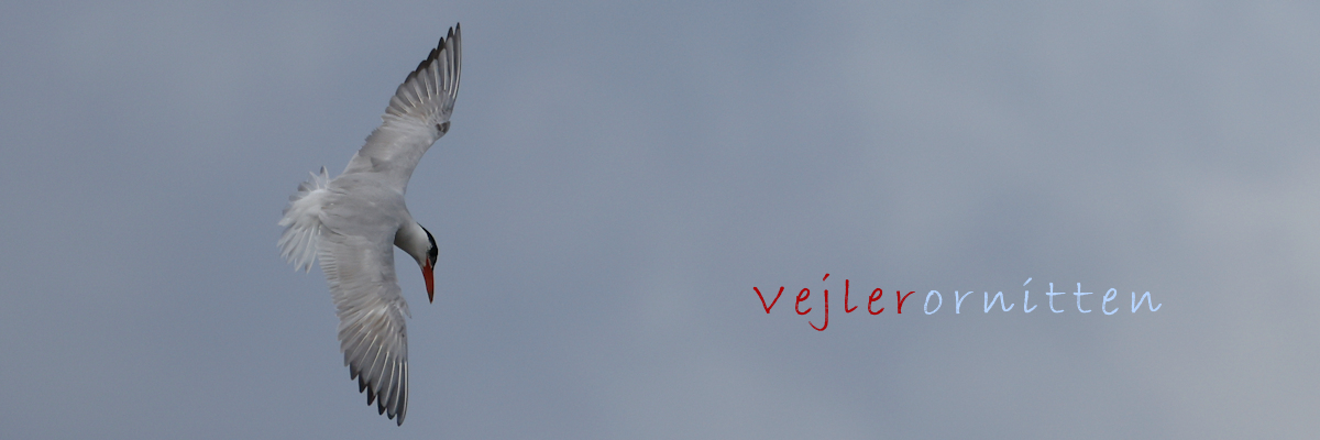 Vejlerornitten