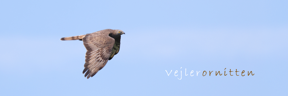 Vejlerornitten
