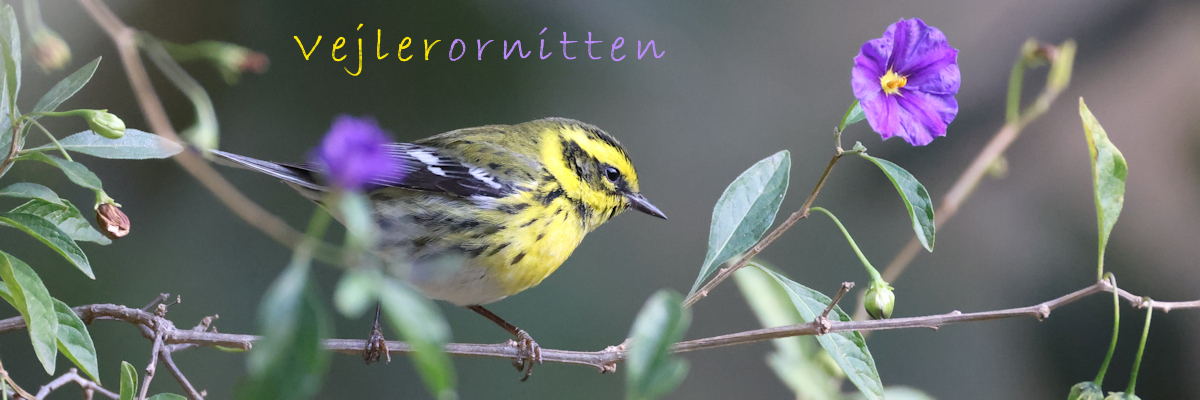 Vejlerornitten