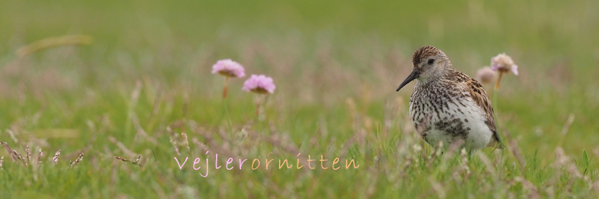 Vejlerornitten