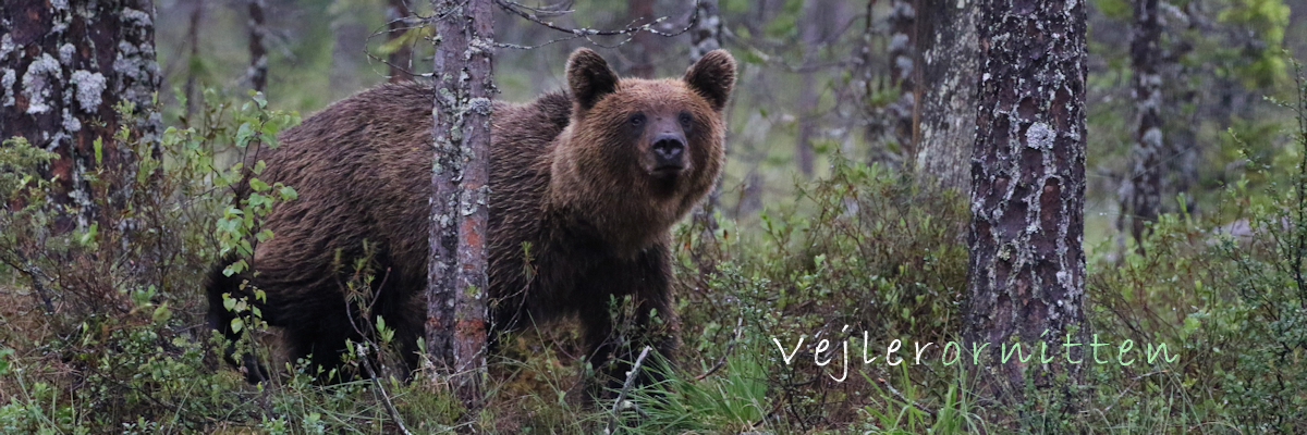 Vejlerornitten