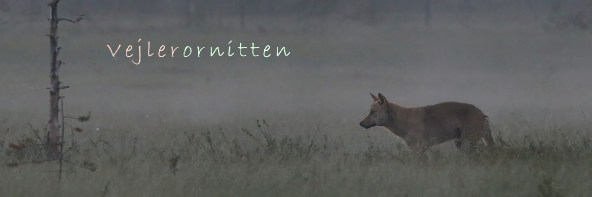 Vejlerornitten