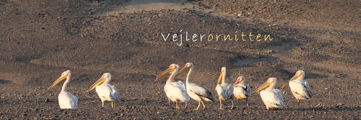 Vejlerornitten