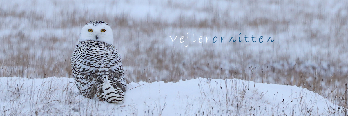 Vejlerornitten