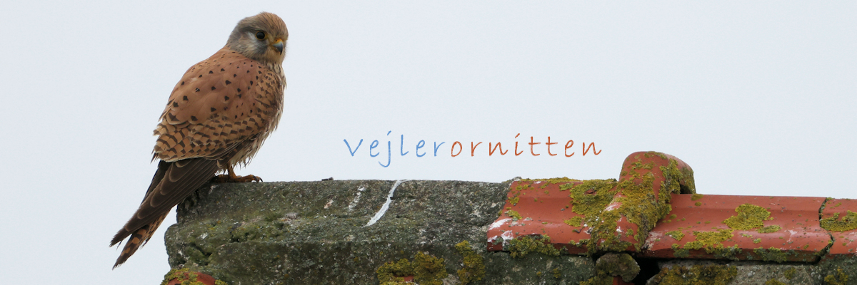 Vejlerornitten