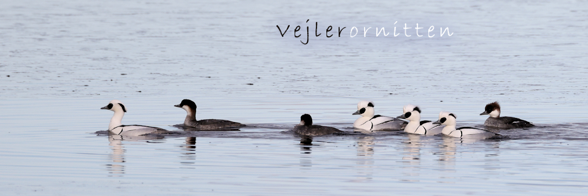 Vejlerornitten