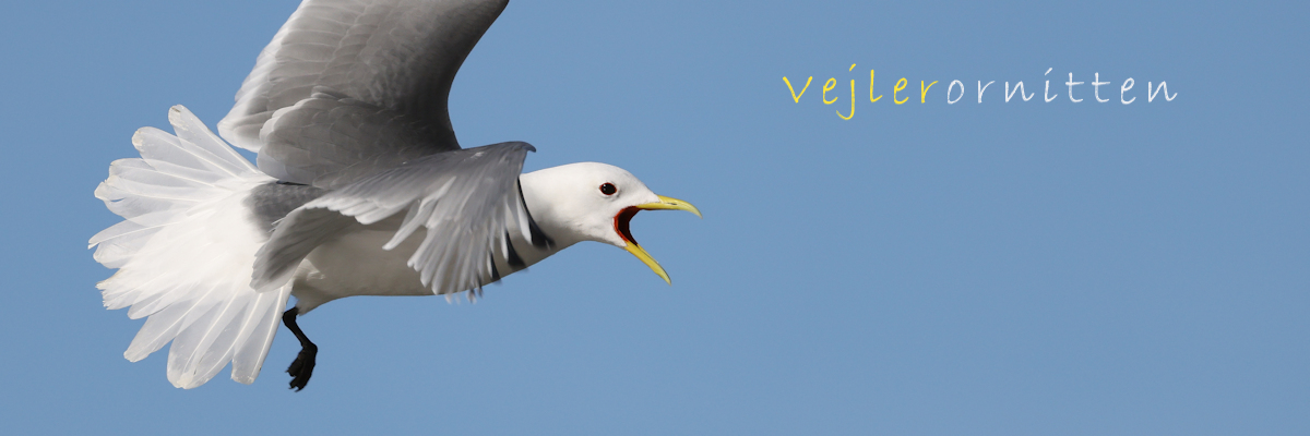 Vejlerornitten
