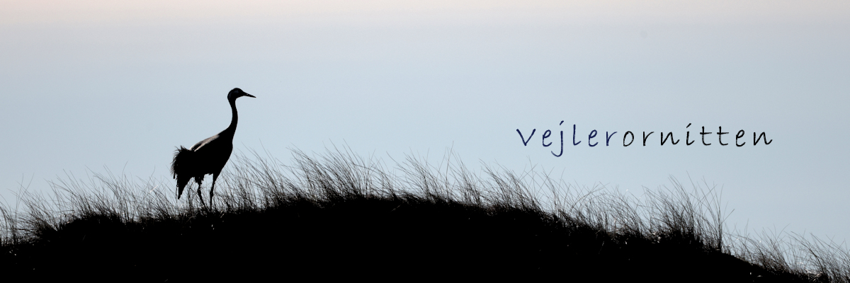 Vejlerornitten